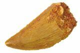 Serrated, Raptor Tooth - Real Dinosaur Tooth #285154-1